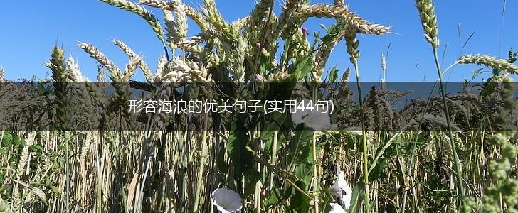 形容海浪的优美句子(实用44句),第1张