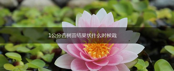 1公分杏树苗结果状什么时候栽,第1张