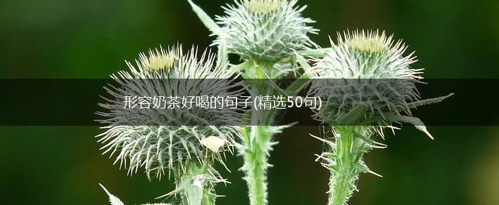 形容奶茶好喝的句子(精选50句),第1张