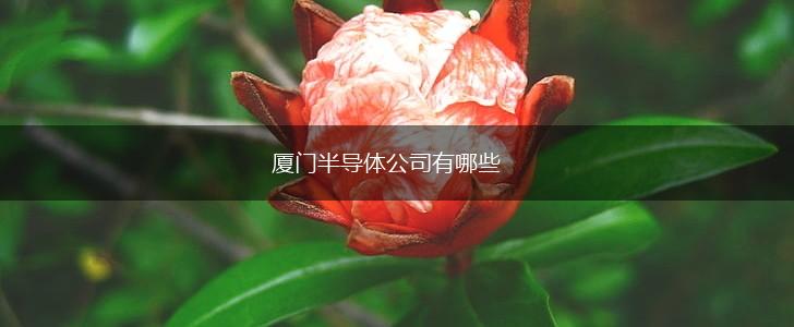 厦门半导体公司有哪些,第1张