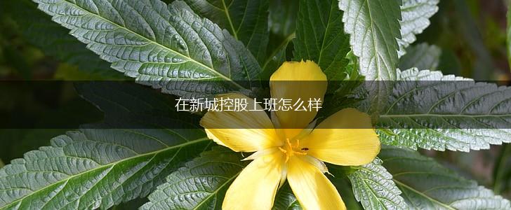 在新城控股上班怎么样,第1张