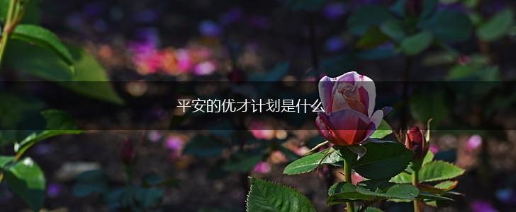 平安的优才计划是什么,第1张