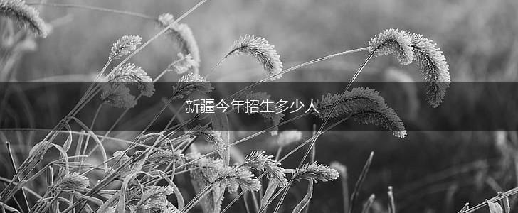 新疆今年招生多少人,第1张