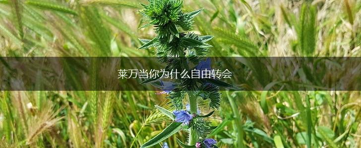 莱万当你为什么自由转会,第1张