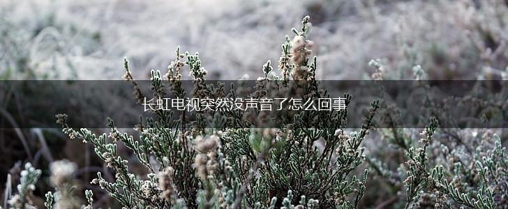 长虹电视突然没声音了怎么回事,第1张