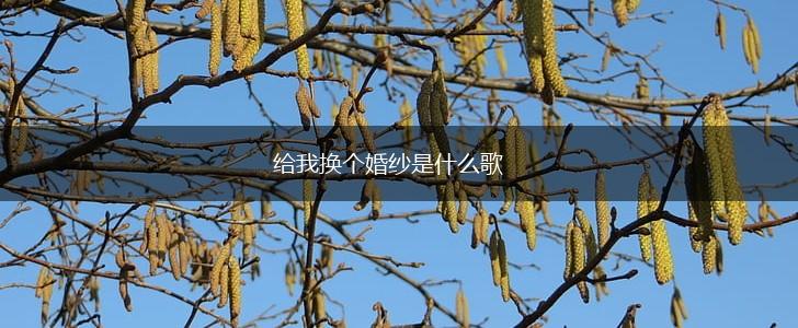 给我换个婚纱是什么歌,第1张