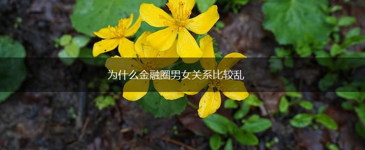 为什么金融圈男女关系比较乱,第1张