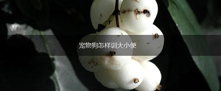 宠物狗怎样训大小便,第1张
