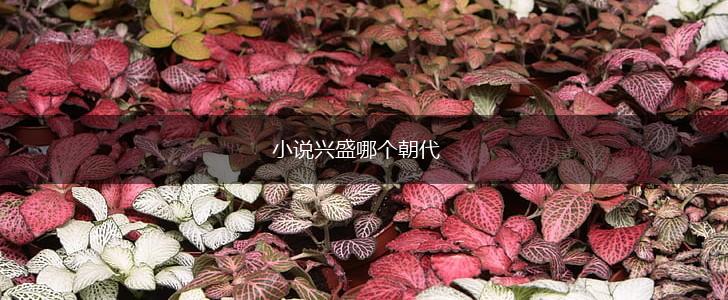 小说兴盛哪个朝代,第1张