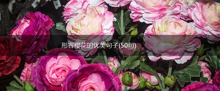 形容樱花的优美句子(50句),第1张