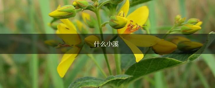 什么小溪,第1张