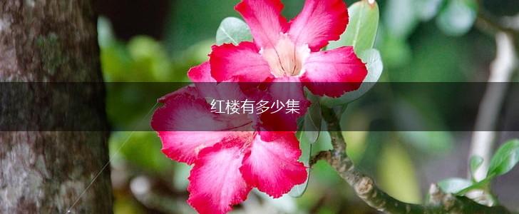 红楼有多少集,第1张