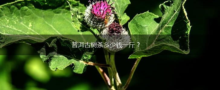 普洱古树茶多少钱一斤？,第1张