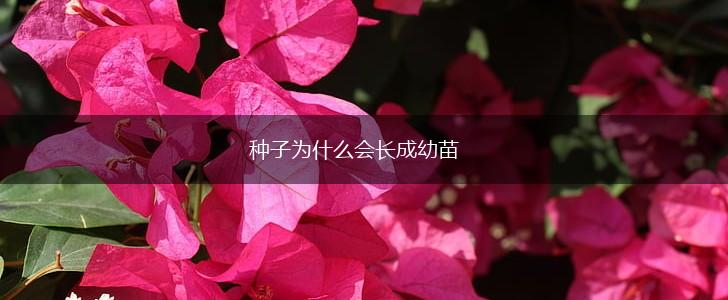 种子为什么会长成幼苗,第1张