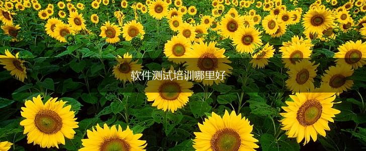软件测试培训哪里好,第1张