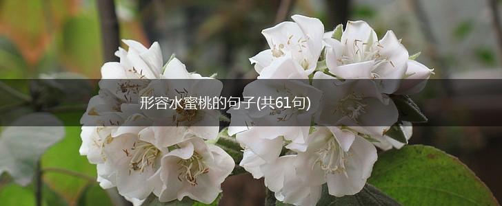 形容水蜜桃的句子(共61句),第1张