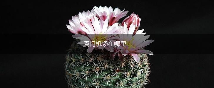厦门机场在哪里,第1张