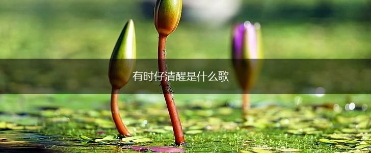 有时仔清醒是什么歌,第1张