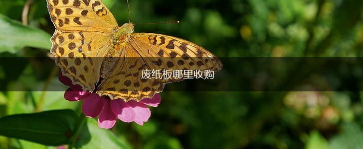 废纸板哪里收购,第1张