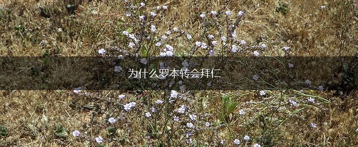 为什么罗本转会拜仁,第1张