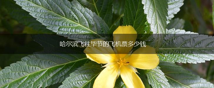 哈尔滨飞往毕节的飞机票多少钱,第1张