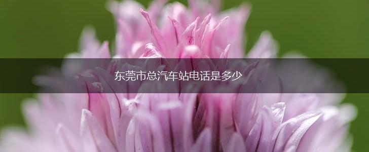 东莞市总汽车站电话是多少,第1张