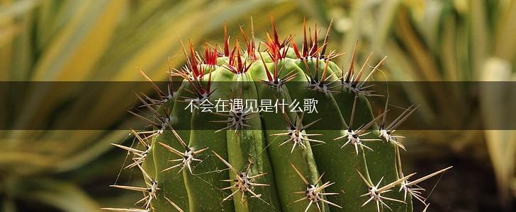 不会在遇见是什么歌,第1张