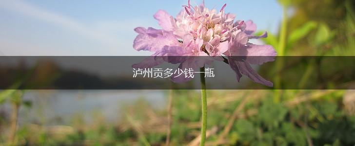 泸州贡多少钱一瓶,第1张