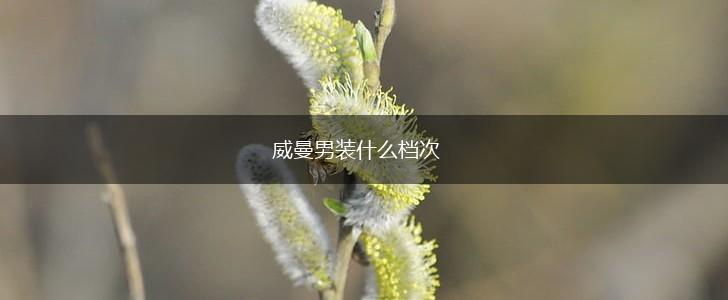 威曼男装什么档次,第1张
