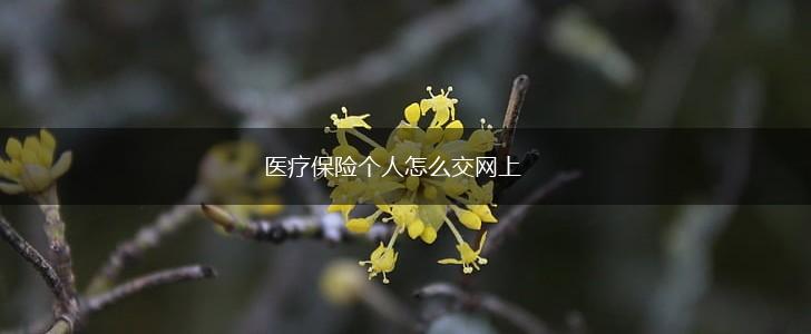 医疗保险个人怎么交网上,第1张