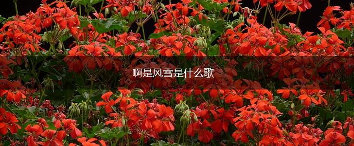 啊是风雪是什么歌,第1张