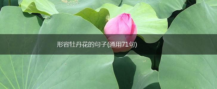 形容牡丹花的句子(通用71句),第1张