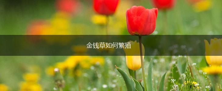 金钱草如何繁殖,第1张