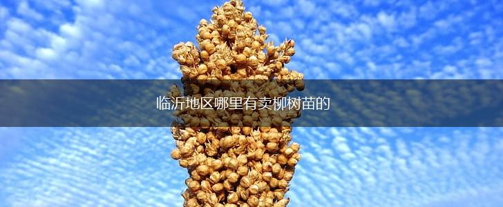 临沂地区哪里有卖柳树苗的,第1张