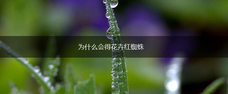 为什么会得花卉红蜘蛛,第1张