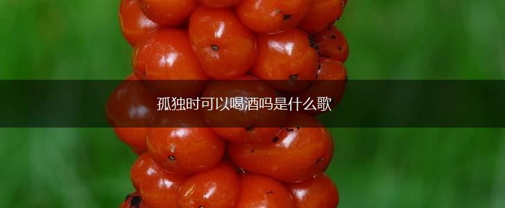 孤独时可以喝酒吗是什么歌,第1张