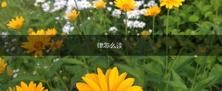 律怎么读,第1张