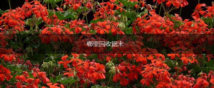哪里回收锯末,第1张