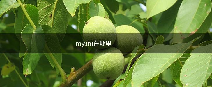 my.ini在哪里,第1张