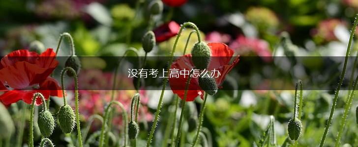 没有考上高中怎么办,第1张
