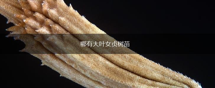 哪有大叶女贞树苗,第1张