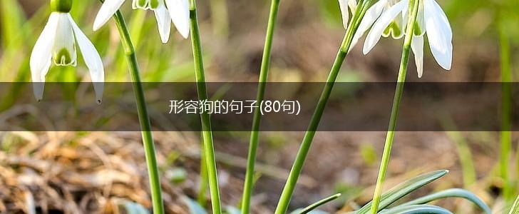 形容狗的句子(80句),第1张
