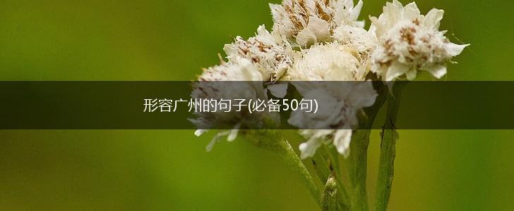 形容广州的句子(必备50句),第1张