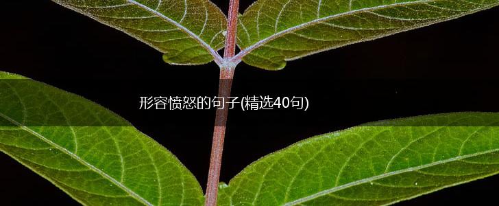 形容愤怒的句子(精选40句),第1张
