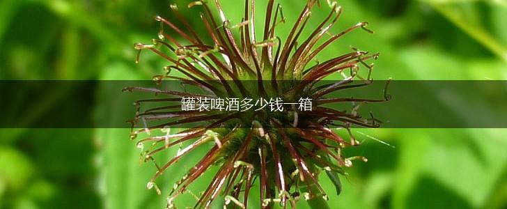 罐装啤酒多少钱一箱,第1张