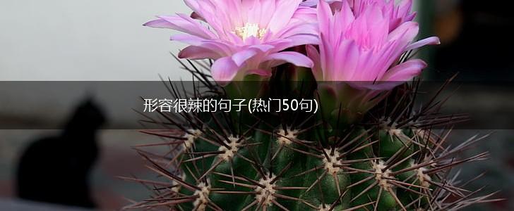 形容很辣的句子(热门50句),第1张
