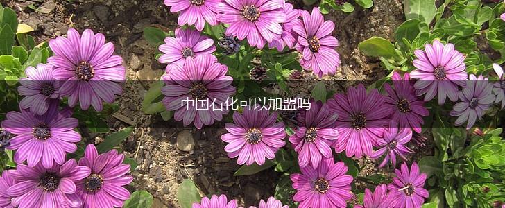 中国石化可以加盟吗,第1张