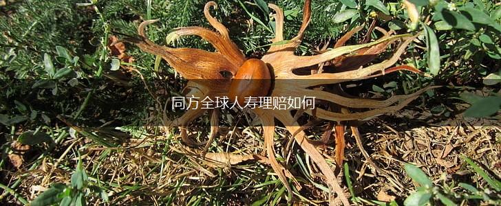 同方全球人寿理赔如何,第1张