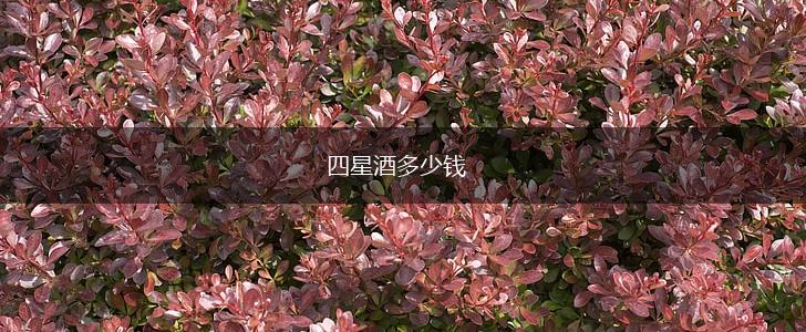 四星酒多少钱,第1张