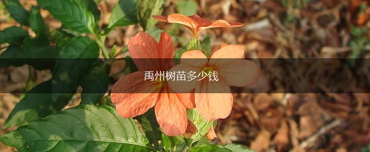 禹州树苗多少钱,第1张